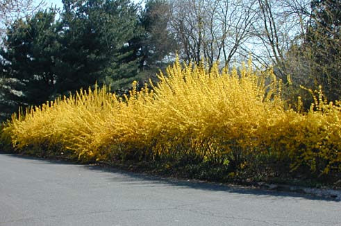 Forsythia