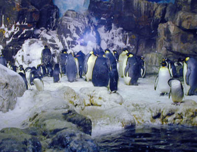 Penguin Exhibit